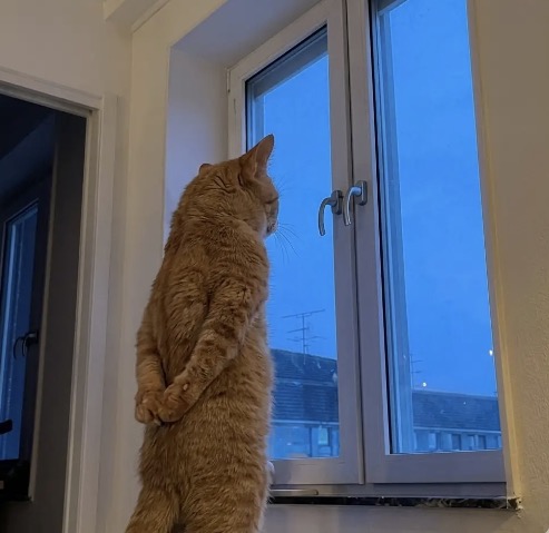 A ginger cat standing on its hind legs, looking out a window at dusk