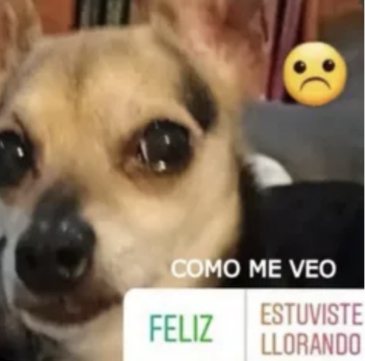 Meme of a dog with teary eyes captioned 'como me veo' (how I see myself), choosing between 'feliz' (happy) and 'estuviste llorando' (you were crying)