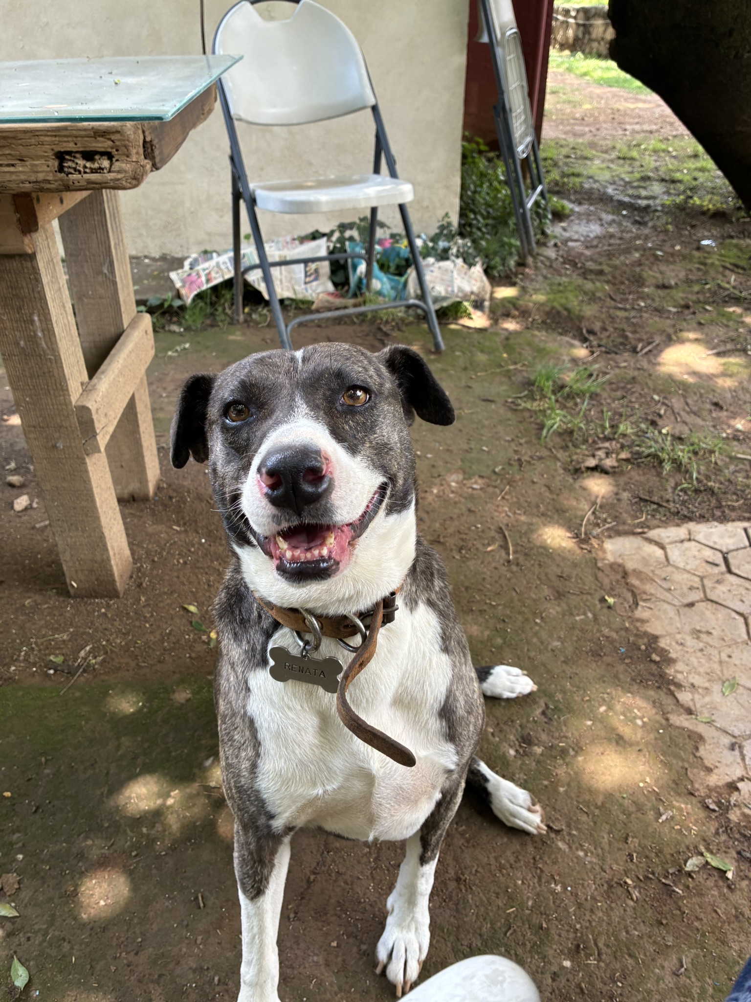 A gray and white dog named Renata smiling and sitting outdoors